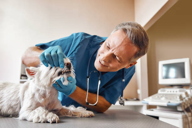 Best Emergency Treatment for Dental Infections or Abscesses in Amberley, OH